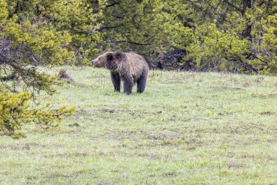 Obsidian and Cubs May 2025